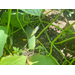 Cucumber vine at Willowcreek garden.