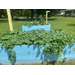 Bed of cantaloupes at Willowcreek garden.