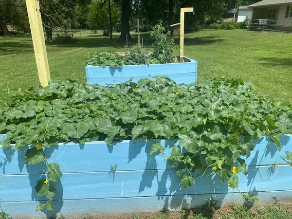 Bed of cantaloupes at Willowcreek garden.