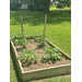 Bed of squash at Willowcreek garden.